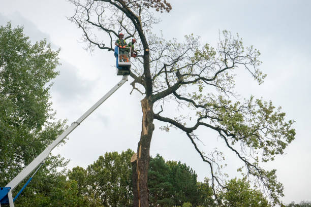 Trusted Coats, NC Tree Care Services Experts